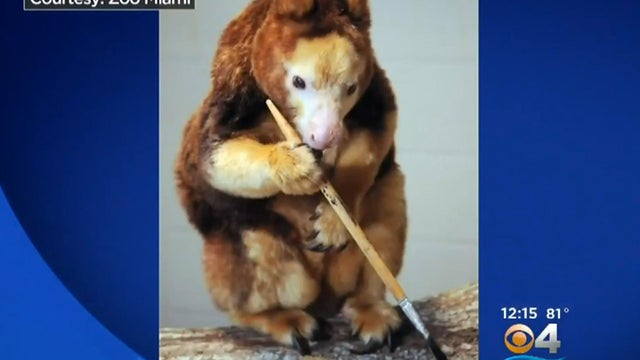 tree-kangaroo-3.jpg 