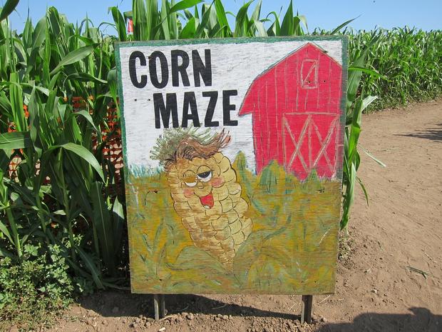 tanaka farms  corn maze 