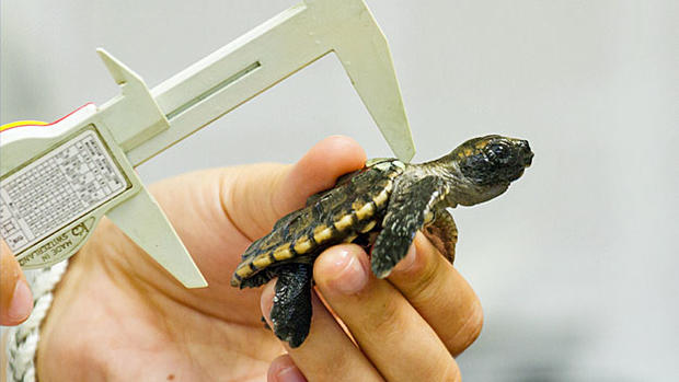 Turtle Hatchling 
