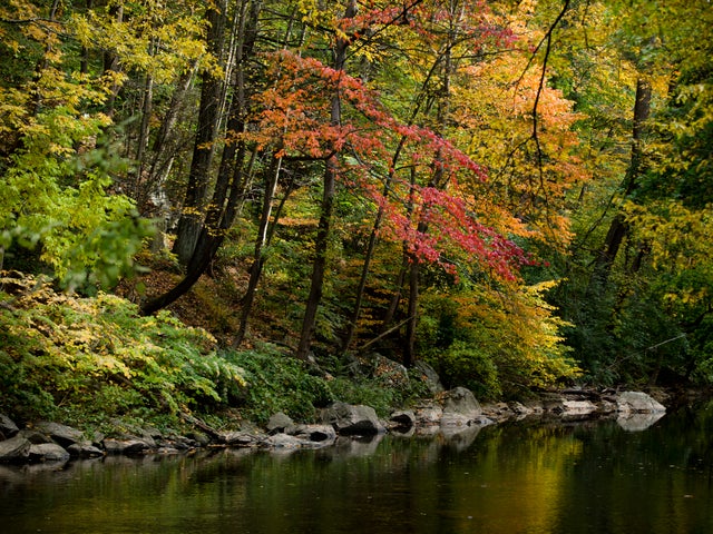 fall-foliage-ap654669417409.jpg 