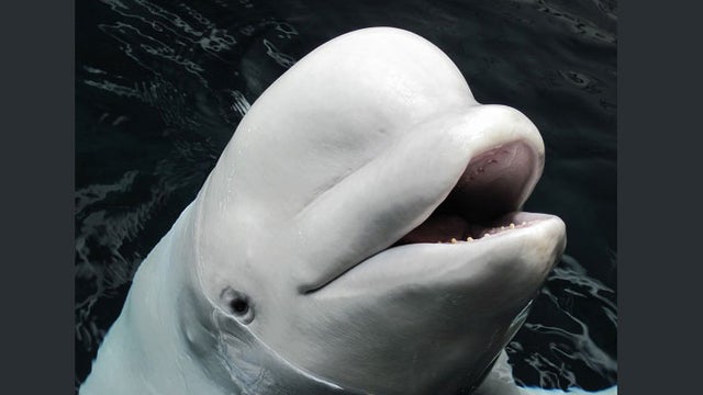 beluga.jpg 
