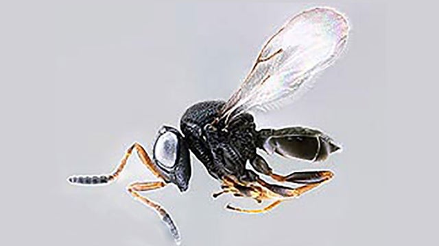 wasp.jpg 
