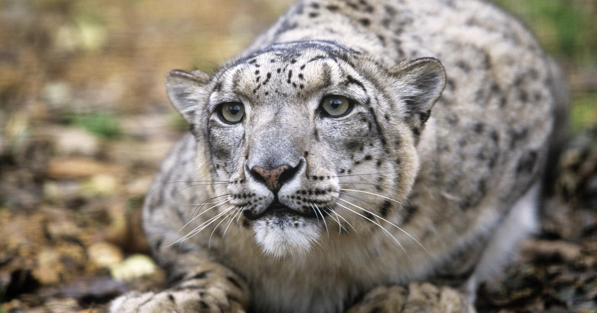 snow leopard population decline