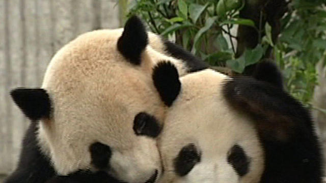 ctm0808pandas640x360.jpg 