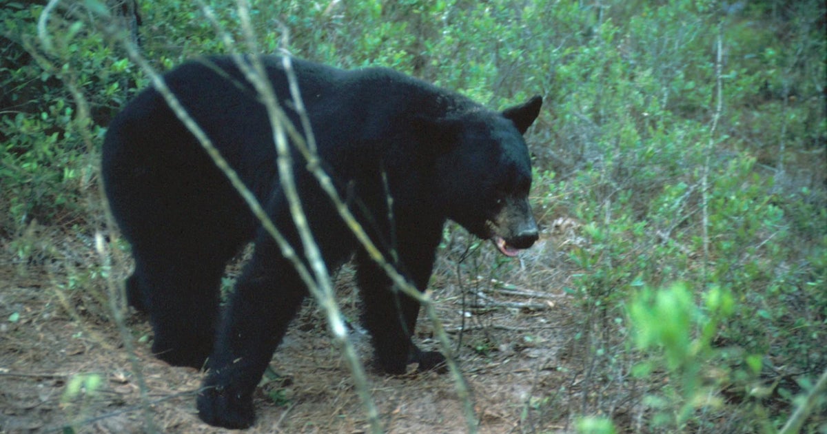 Florida’s animal crossing aims to break barrier of I-4