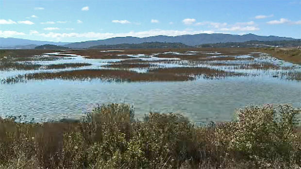 Tidal Marsh on San Francisco Bay 