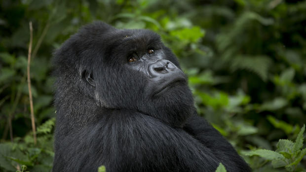 Gorillas in Rwanda 