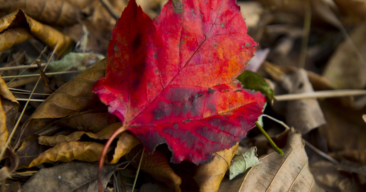 Fall foliage 2015