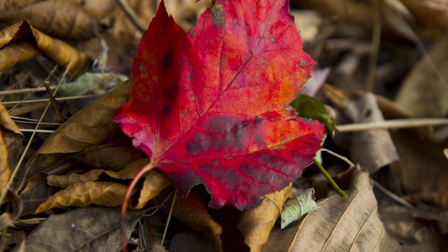 fall-foliage-getty-494098442.jpg 