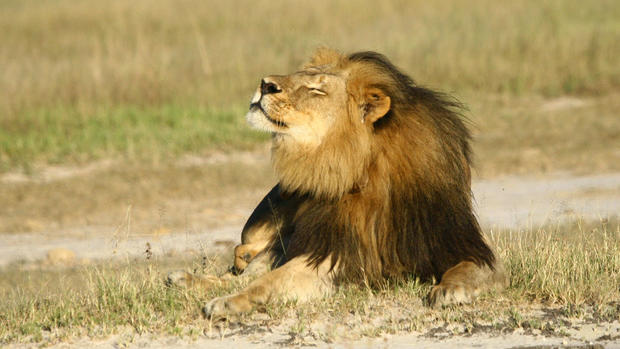 Cecil the lion killed in Africa 