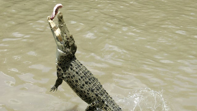Crocodile launches itself onto Australian fisherman's boat with jaws wide open
