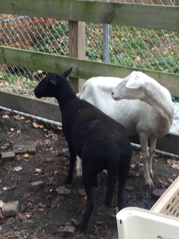Goats at Popcorn Park 