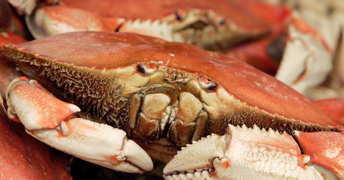 High Toxin Level Delays California Crab Season CBS Sacramento