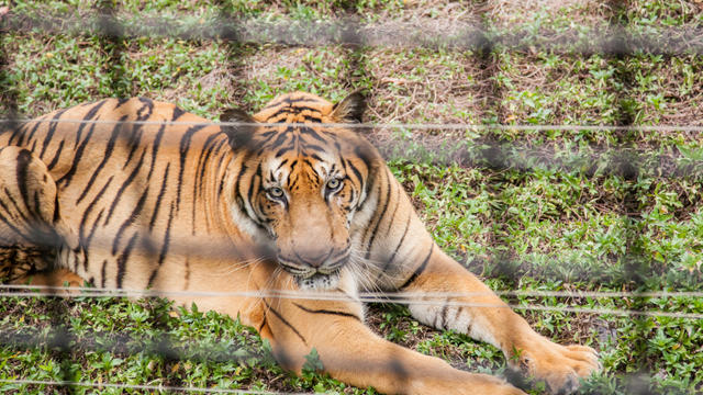 tiger-in-a-cage.jpg 
