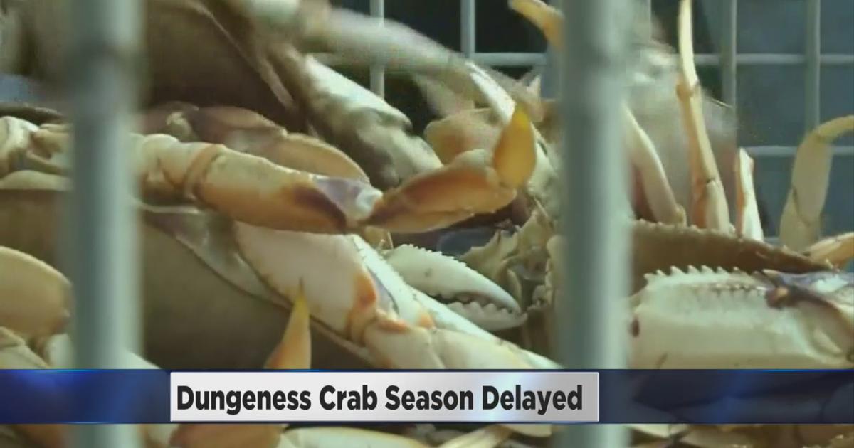 Dungeness Commercial Crab Season Gets Underway - Perishable News