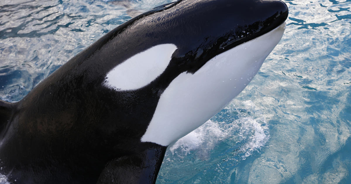 killer whales in captivity dorsal fin