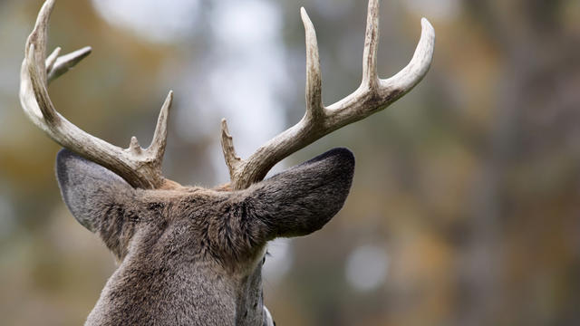 deer-buck.jpg 