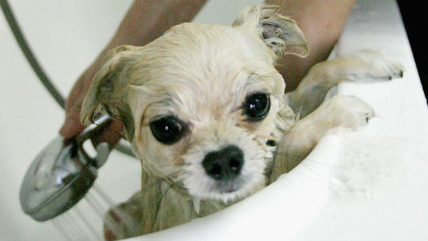 Dog Bath 