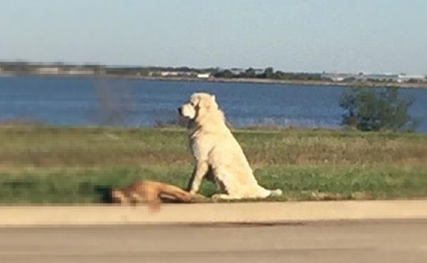 A Facebook user posted a photo of a Great Pyrenees standing over the body of his fallen friend in Dallas, Texas. 