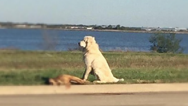 A Facebook user posted a photo of a Great Pyrenees standing over the body of his fallen friend in Dallas, Texas. 