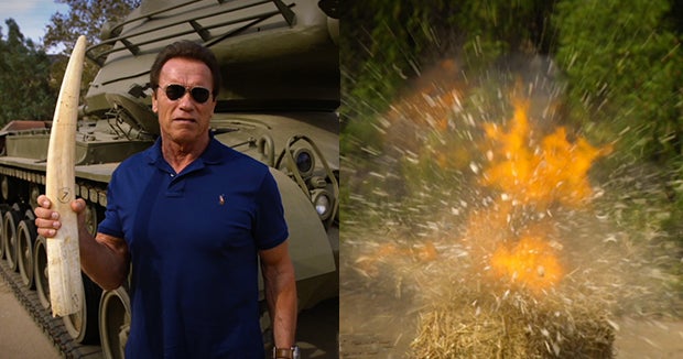 Watch the Terminator blow up a tusk as a warning to ivory poachers ...