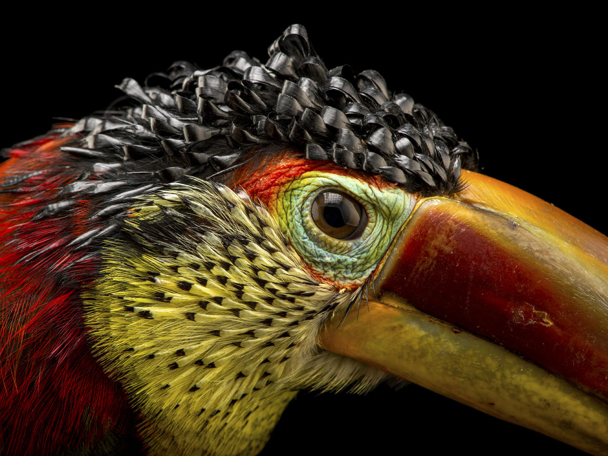 Joel Sartore's Photo Ark