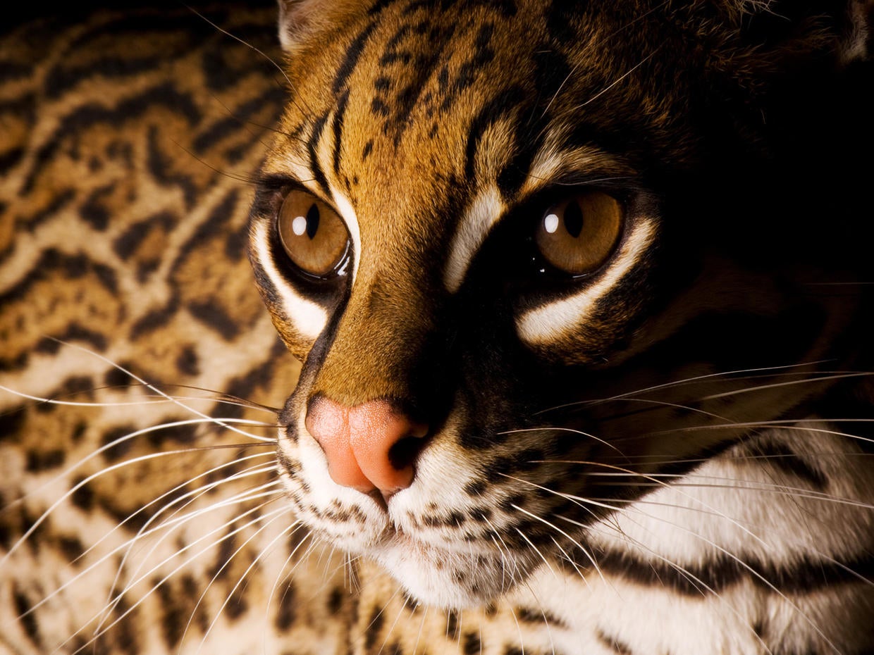 Joel Sartore's Photo Ark