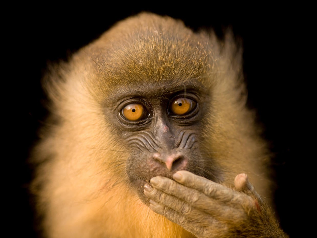 Joel Sartore's Photo Ark