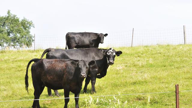 cattle.jpg 