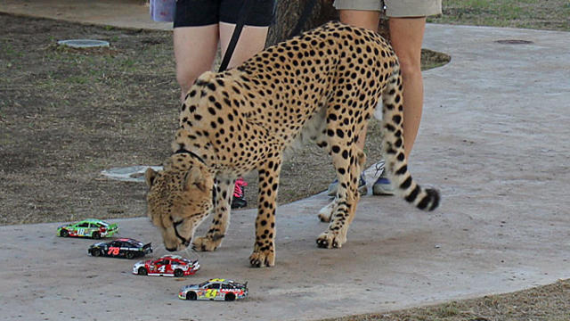 cheetah.jpg 