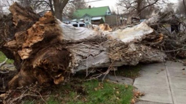 spokanedownedtreewindstorm111715.jpg 