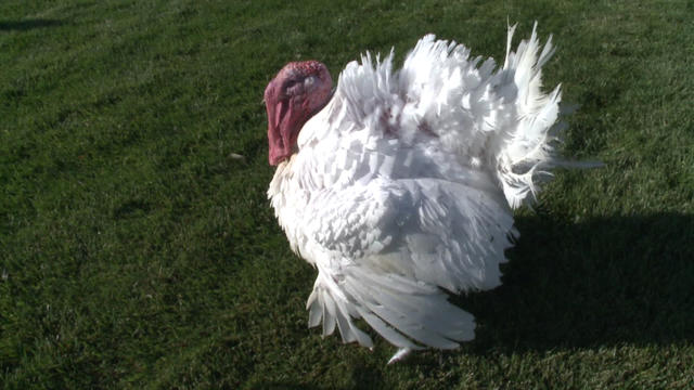 presidential-turkey.jpg 