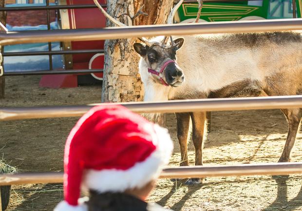 Los Angeles Zoological Association Reindeer Romp Holiday Celebration 