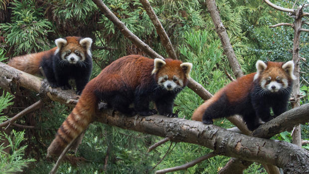 Red Panda Cubs At Prospect Park Zoo 