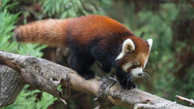 Red Panda Cubs At Prospect Park Zoo 