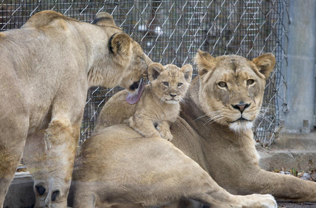 Lion Cubs (2) 