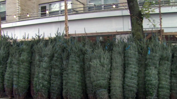 Chelsea Christmas Tree Vendor 