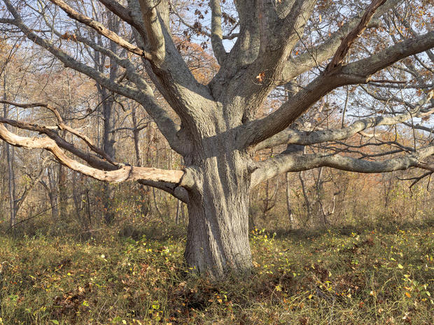 daniel-jones-family-tree-in-fall-2014.jpg 