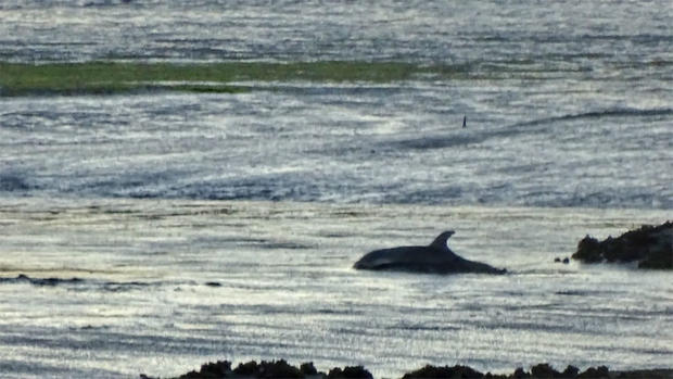 Beached Dolphin Stranded in Elkhorn Slough In Monterey County Near Moss Landing 