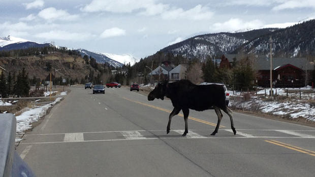 Moose crossing road 