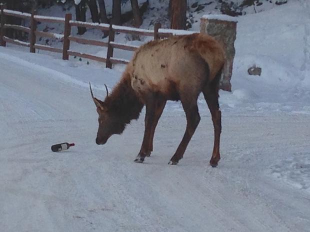 elk with wine bottle 1 