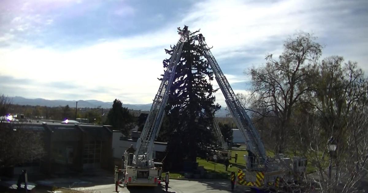 Tallest Christmas Tree In Colorado Will Light Up Thursday Evening CBS