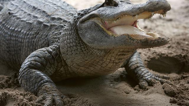 animal-alligator.jpg 