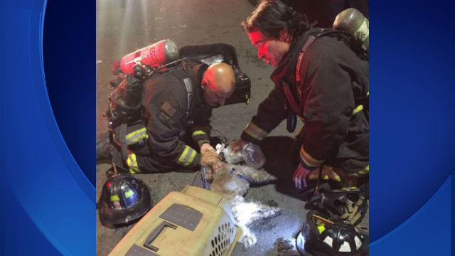 oakland-dog-rescue-fire1.jpg 
