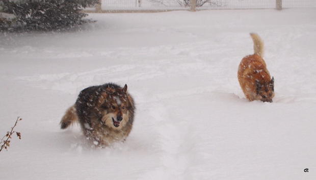 snow-dog-day-no-school-jz-thrush.jpg 