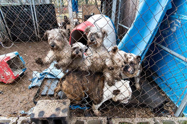 ASPCA dogs seized 
