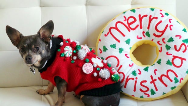 This 2014 photo provided by Aimee Beltran shows her Chihuahua Chuy decked out in an ugly Christmas sweater at her home in Virginia Beach, Va. 