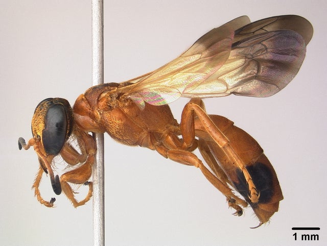 pison-amabilenew-sand-wasp-c-california-academy-of-sciences.jpg 