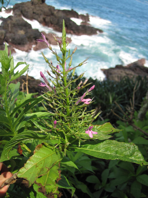 odontonema-aliciaemicroscopic-image-new-flowering-plant-from-panamac-alicia-ibanez.jpg 