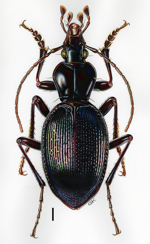 scaphinotus-hoodooensisnew-montana-beetlec-virginia-kirsch.jpg 